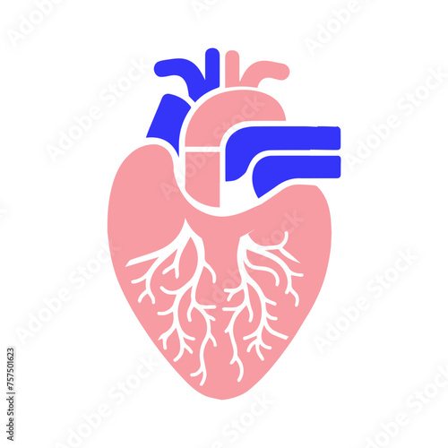 Human heart and Blood flow