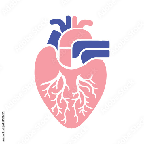 Human heart and Blood flow