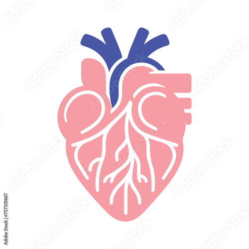 Human heart and Blood flow