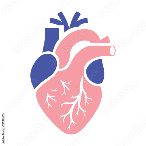 Human heart and Blood flow