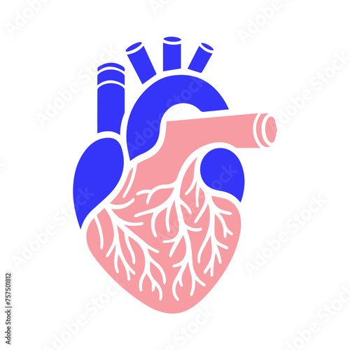 Human heart and Blood flow