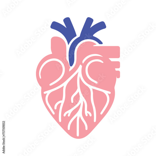 Human heart and Blood flow