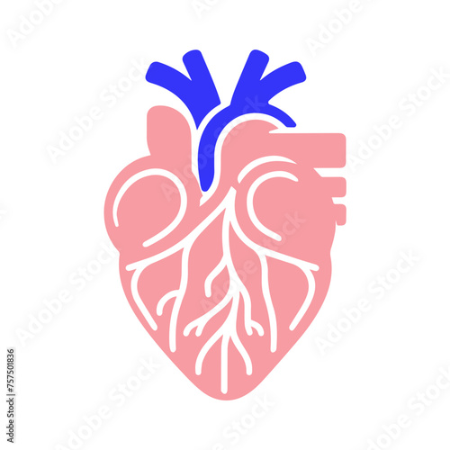 Human heart and Blood flow