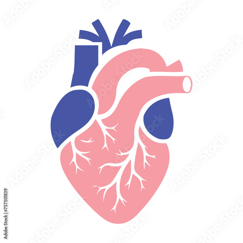 Human heart and Blood flow