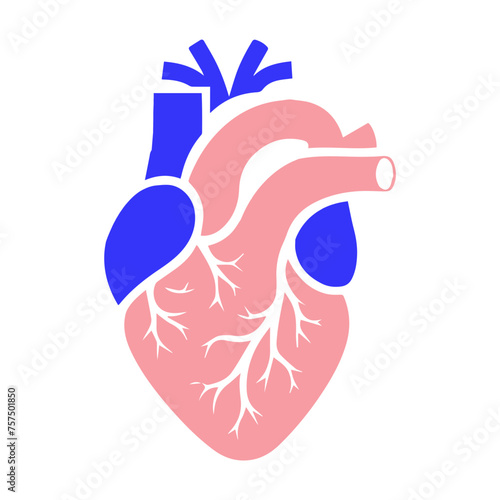 Human heart and Blood flow