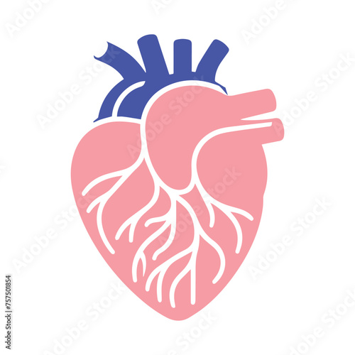Human heart and Blood flow