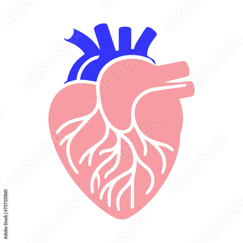 Human heart and Blood flow