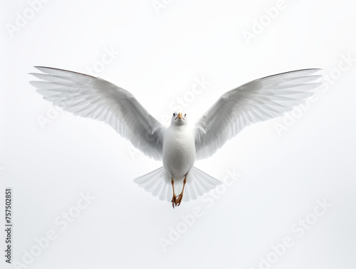 seagull isolated on transparent background, transparency image, removed background