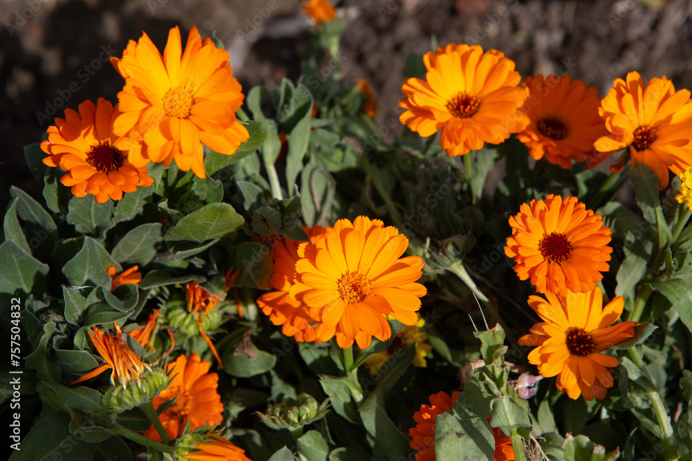 Radiant Calendula Flowers in Bloom Radiant Calendula Flowers in Bloom