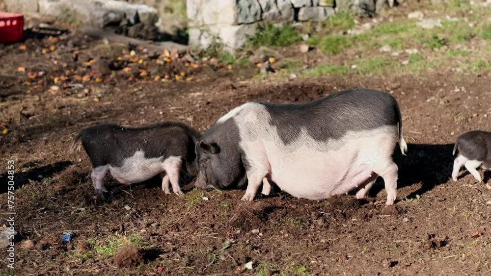 Free range domestic Pigs walking and eating on a meadow in an organic meat farm Free range domestic Pigs walking and eating on a meadow in an organic meat farm
