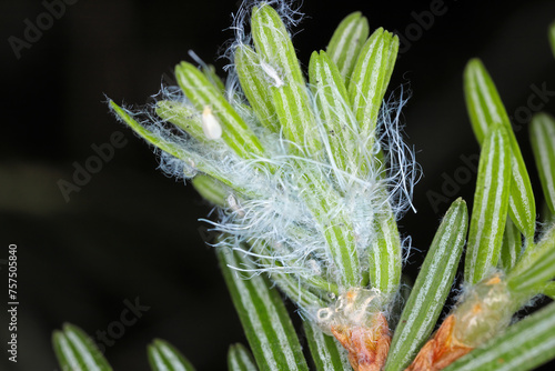 Balsam twig aphid or Silver fir aphids (Mindarus abietinus) feeding on cause damage twisted and curled needles on silver fir (Abies alba) and other conifers. photo