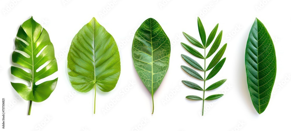 Set of Tropical green leaves isolated on white background. Set of Tropical green leaves isolated on white background.
