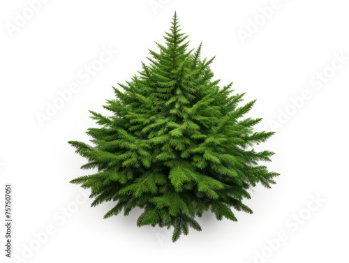 spruce trees isolated on transparent background  transparency image  removed background