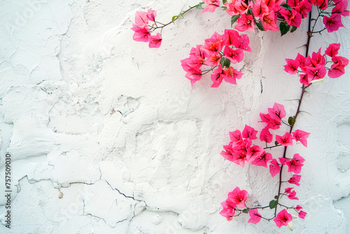 Bougainvillea vines against a beige wall background