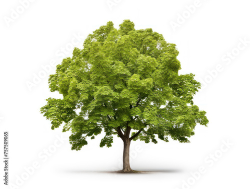Sycamore tree isolated on transparent background  transparency image  removed background