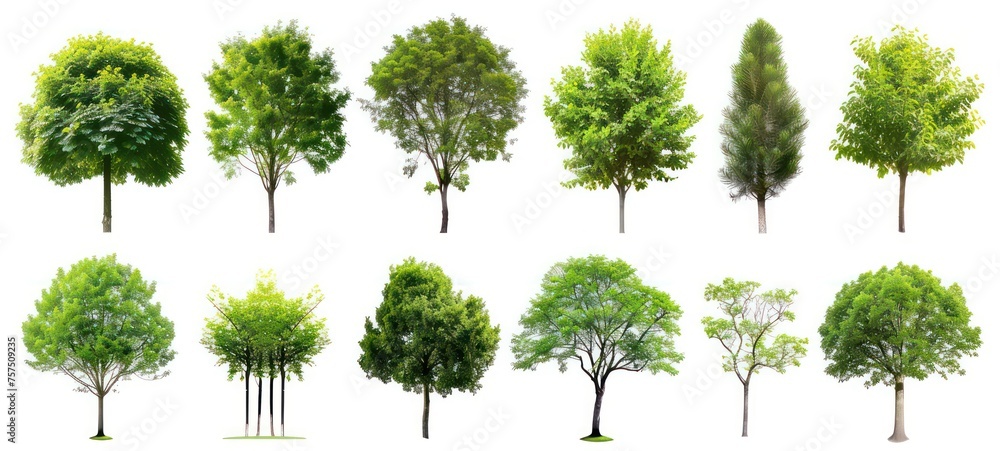 Collection of Isolated Trees on white background. Suitable for use in architectural design or Decoration work. Used with natural articles both on print and website. - obrazy, fototapety, plakaty 