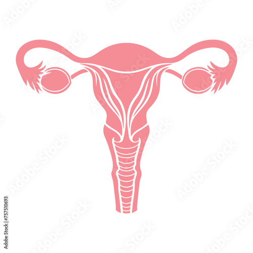 Uterus organ  icon