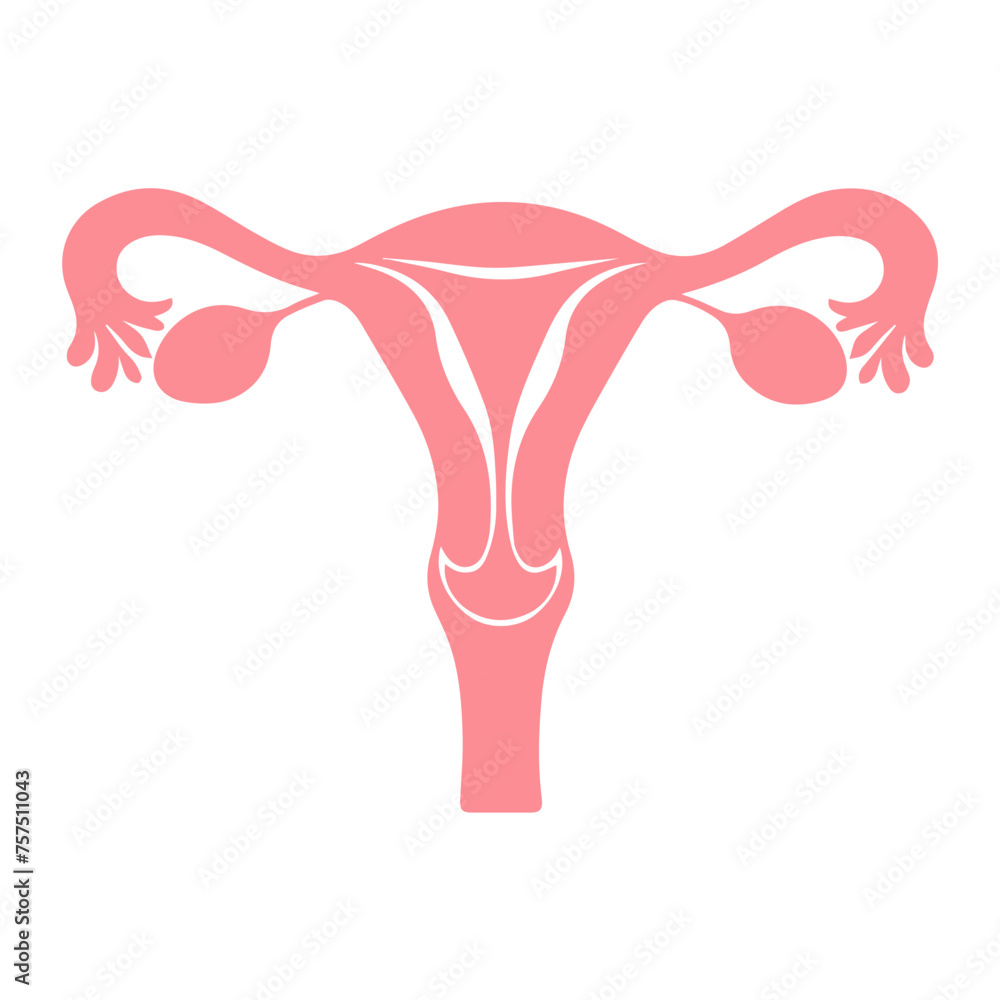 Uterus organ icon Uterus organ icon