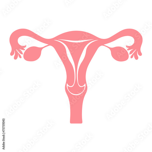 Uterus organ  icon