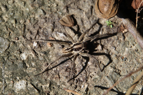 aracnídeo aranha armadeira - Phoneutria photo
