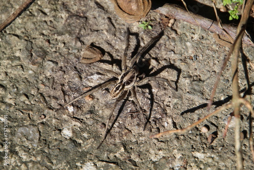 aracnídeo aranha armadeira - Phoneutria photo