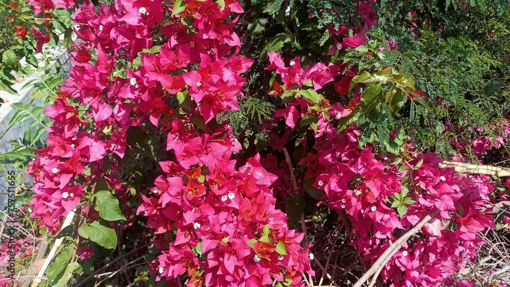 flowers in the garden flowers in the garden
