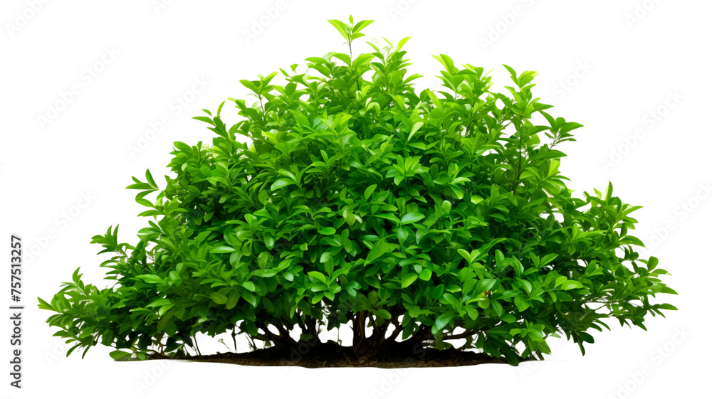 Green bush isolated on transparent(PNG) background.
 - obrazy, fototapety, plakaty 