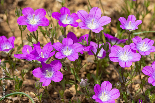 medicinal herbs  medicinal flowers photos