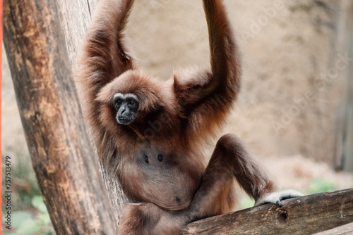 A gibbon lounges with arms raised, a perfect symbol of carefree relaxation and jungle gymnastics