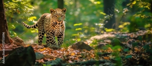 wild leopard in the forest