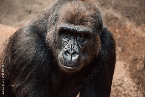 Intense gaze of a gorilla captured up close, a poignant moment of silent strength and deep thought