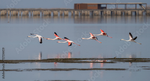 Flock of flamingos flying over Bahia del Fangar, Delta del Ebro