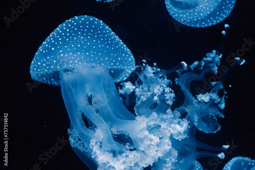 Swarm of spotted blue jellyfish, their tentacles trailing, drifts in the serene, dark ocean depths
