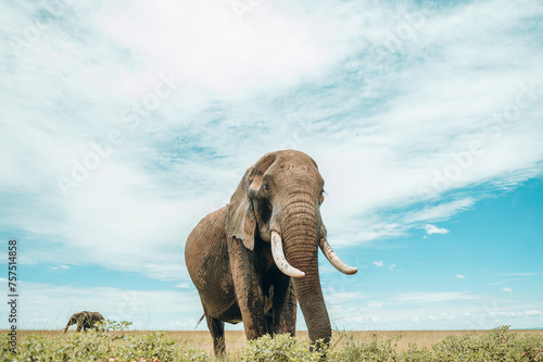 Huge elephant in Maasai Mara