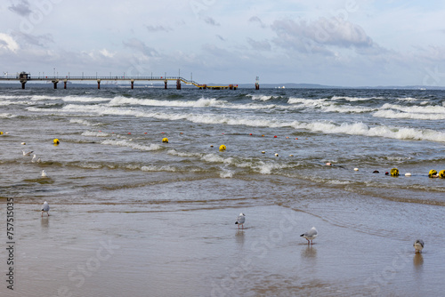Fototapeta Naklejka Na Ścianę i Meble -  Sea gulls walking on the sand by water of the Baltic Sea, Miedzyzdroje pier in a distance, Island Wolin, Miedzyzdroje, Poland