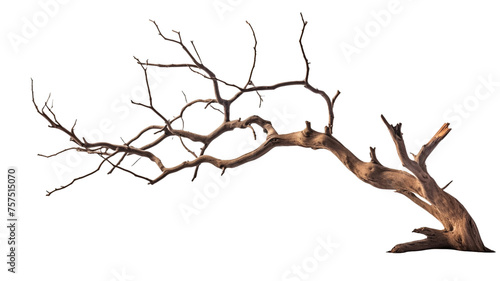 Dead tree isolated on transparent or white background. 