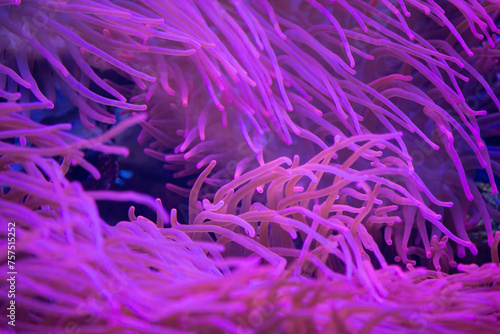 red sea anemones photo