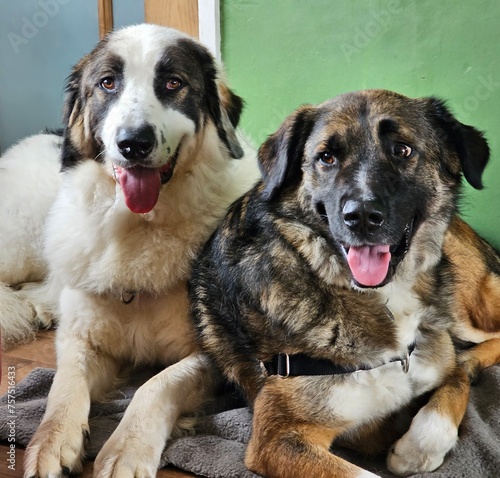 Carpathean Shepherd Dog - Romanian Rescue