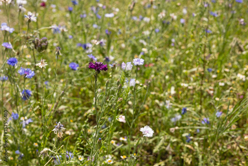 Meadow with wild flowers and herbs