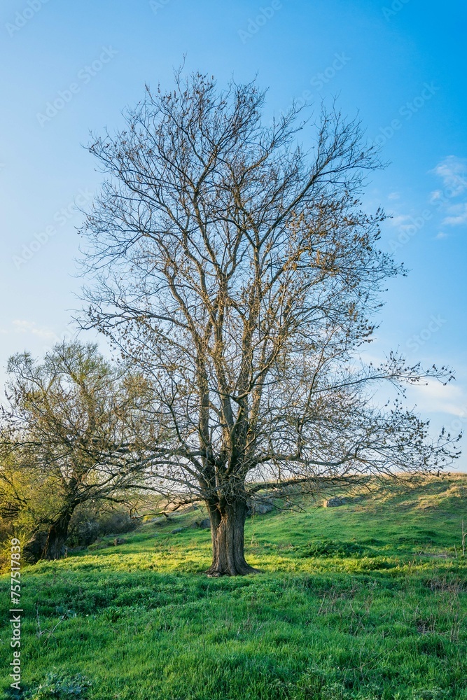 tree in the field