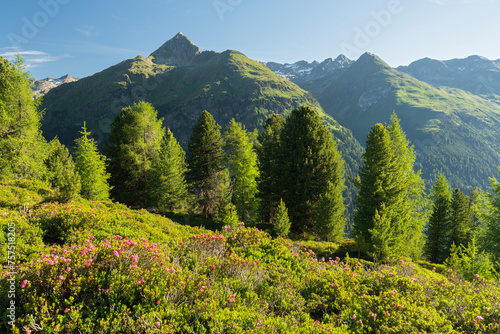 Blick vom Hirschbichl ins Defereggental, Almrausch, Hutner (2885m), Hohe Tauern, Osttirol, Tirol, Österreich photo