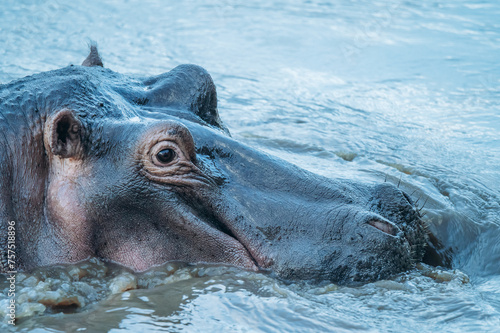 hippopotamus in the Mara river