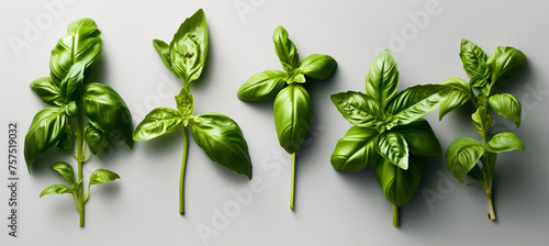 seasoning herb fresh leaves basil isolated on transperent background сreated with Generative Ai