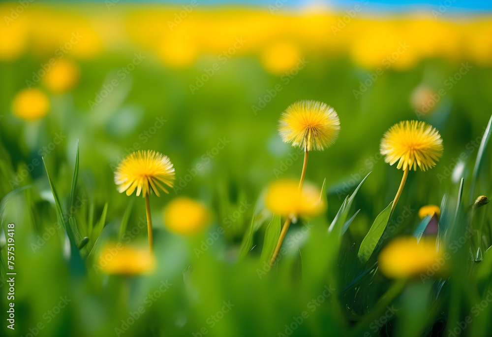 Beautiful meadow field with fresh grass and yellow dandelion flowers in nature against a blurry blue Beautiful meadow field with fresh grass and yellow dandelion flowers in nature against a blurry blue