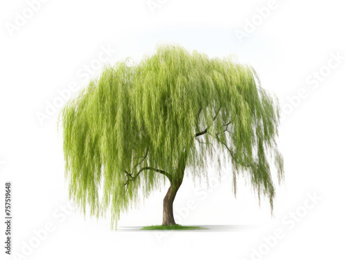 Willow tree isolated on transparent background, transparency image, removed background