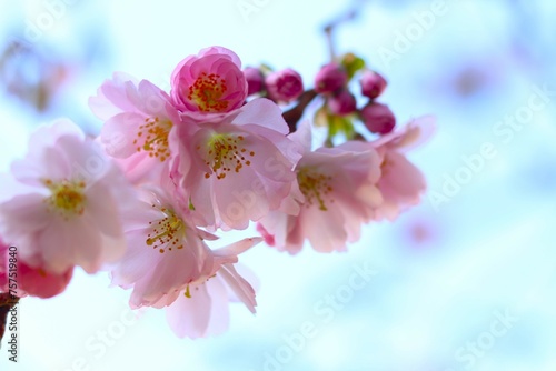 Fototapeta Naklejka Na Ścianę i Meble -  branch of cherry blossoms with dark pink buds against blue sky, soft blurred background. concepts: spring awakening, awakening nature, nature's artwork, spring background