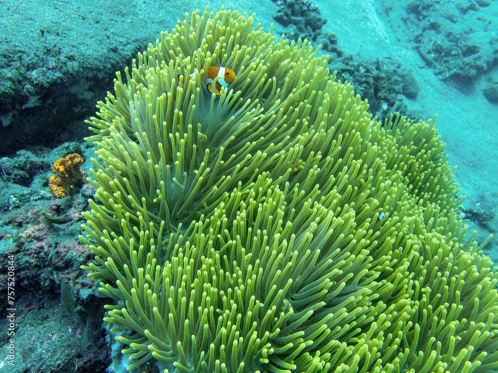 Coral with clownfish during a dive in Bali Coral with clownfish during a dive in Bali