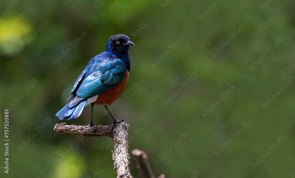 Obraz premium African starling Kenya Masai mara wildernes