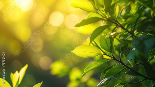 Plants growing in the garden. Fresh organic leaves  Aromatic spices for cooking.