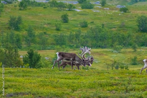 Wallpaper Mural Herd of  wild reindeer in the tundra of Norway Torontodigital.ca